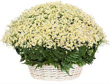 Цветочная композиция из Ромашки в корзине #REPLACE_PRED# Горячеводском